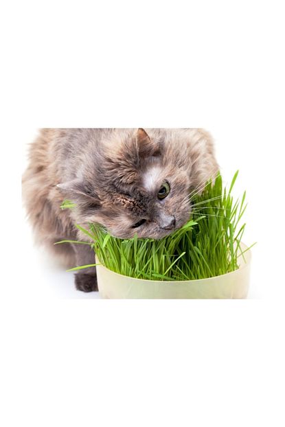 kedi cimi tohumu 2000 tohum saksi toprak