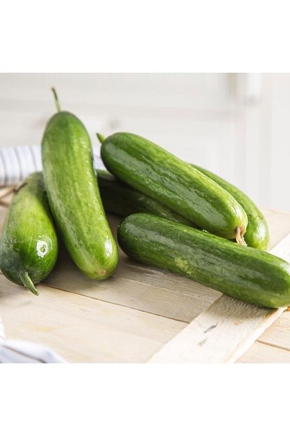 Mutlu Paket Citir Cengelkoy Salatalik Hiyar Fidesi 5 Adet Trendyol