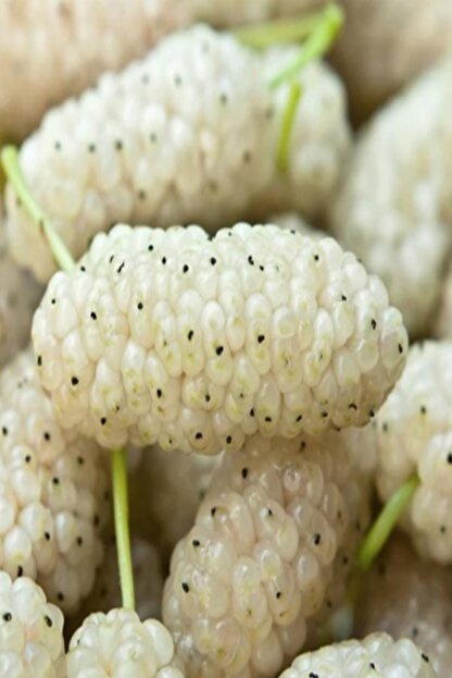 Evvebahce Tuplu Meyve Verme Yasinda Iri Beyaz Dut Fidani 200 300cm Fiyati Yorumlari Trendyol