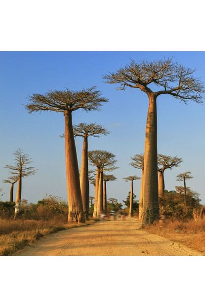 baobab agaci cicegi