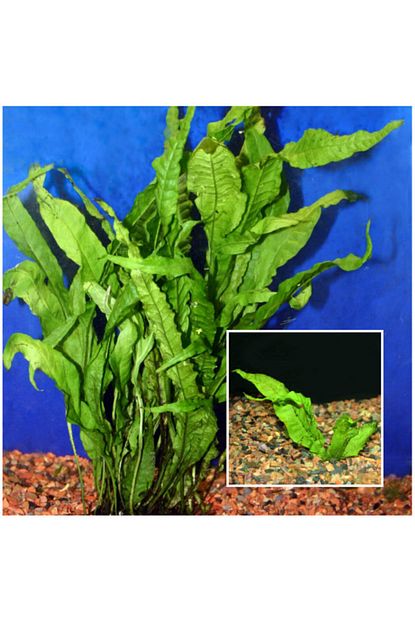naturel tohum java fern akvaryum