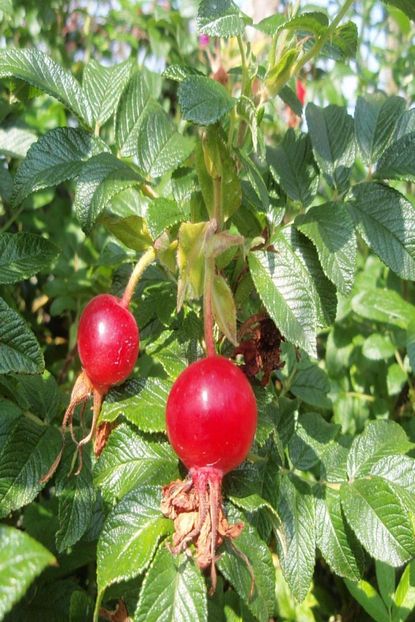 evvebahce tuplu hollanda tipi rosa rugosa kusburnu fidani fiyati yorumlari trendyol