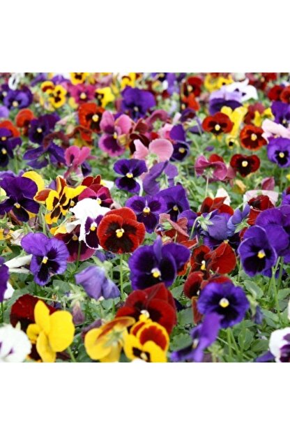 Mutlu Paket Karisik Renkli Menekse Viola Cicegi Tohumu 50 Tohum Fiyati Yorumlari Trendyol