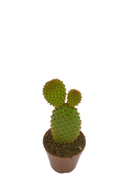 opuntia microdasys kirmizi benekli tavsan kulagi