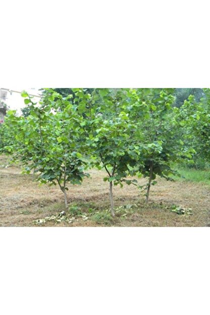 cegel ziraat giresun yagli findik