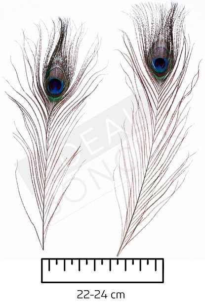 ideal boncuk tavus kusu tuyu 22 24 cm naturel renkli 20 adet fiyati yorumlari trendyol
