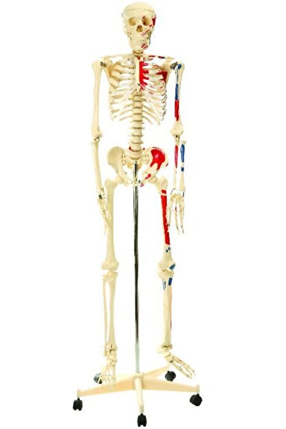 Edulab Iskelet Modeli 160 Cm Trendyol