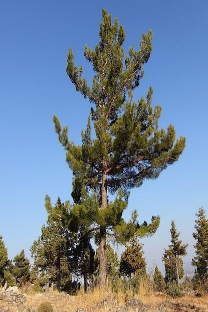 Bilgarden Tuplu Kara Cam Pinus Nigra Fidani 4 Yas 100 150 Cm Trendyol