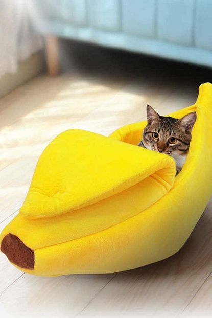 bypet dort mevsim muz kedi yatagi