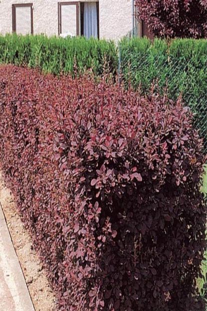 berberis thunbergii