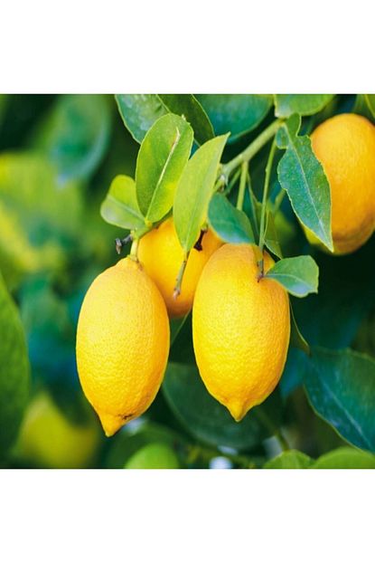 Mutlu Paket Tuplu Asili Yari Bodur Yuksek Verimli Yediveren Limon Fidani Fiyati Yorumlari Trendyol