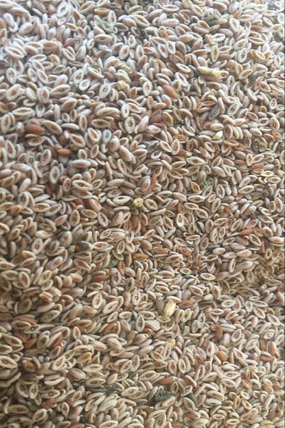 Ingro Glutensiz Karniyarik Otu Tohumu 250g Trendyol