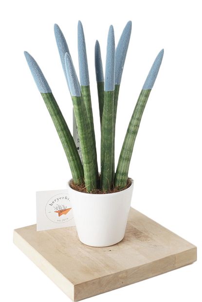 Heryerbitki Sus Bitkileri Pasa Kilici Ucuk Mavi Sansevieria Ev Bitkisi Saksi Cicekleri Trendyol