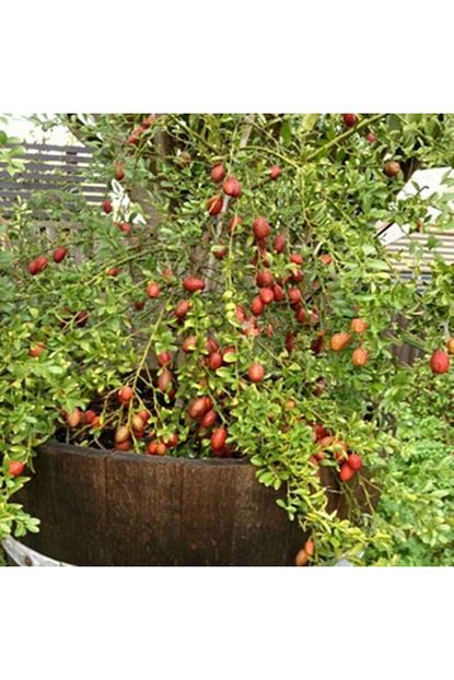 Berke Fidancilik Avusturalya Blood Kirmizi Lime Limon Fidani Nadir Cesit 5 Yasli Tuplu Trendyol