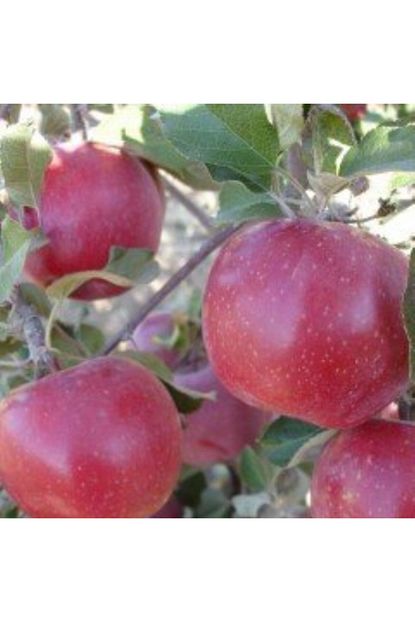 Mutlu Paket Tuplu Asili Tam Bodur Gevrek Fuji Kiku Elma Fidani Trendyol