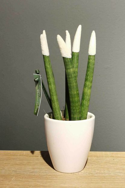 Polen Cicek Sansevieria Kilic Cicegi Bitkisi Beyaz Renk Trendyol