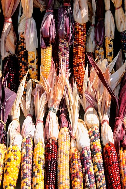 Alibotanik Renkli Sus Misiri Tohumu Ornamental Corn 10 Adet Trendyol