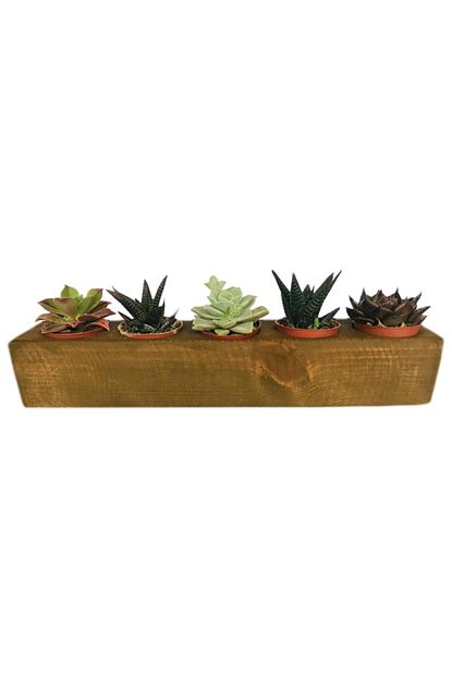 Tuncer Interiors Dekoratif Ahsap 5 Gozlu Ceviz Renkli Sukulent Kaktus Saksi Trendyol