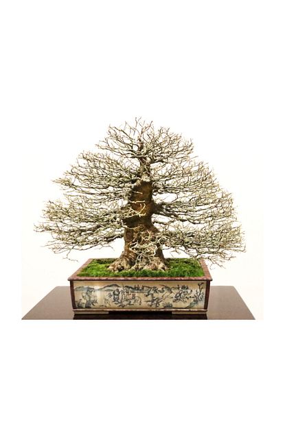 Cam Tohumculuk Bodur Enkianthus Bonzai Agaci Tohumu 5 Adet Tohum Bonsai Agaci Tohumu Trendyol