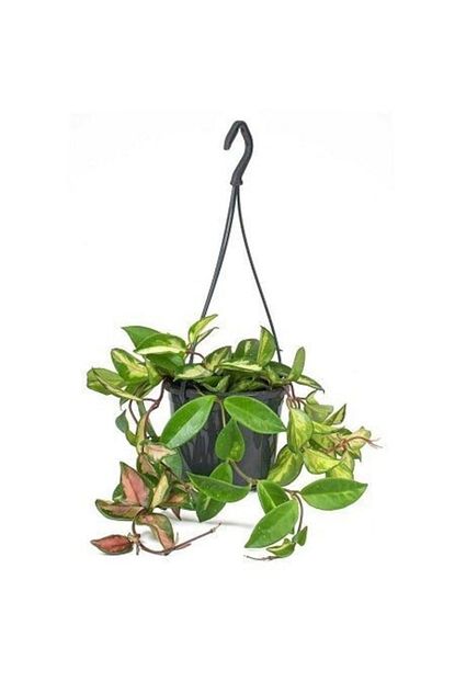 fidanistanbul hoya carnosa tricolor