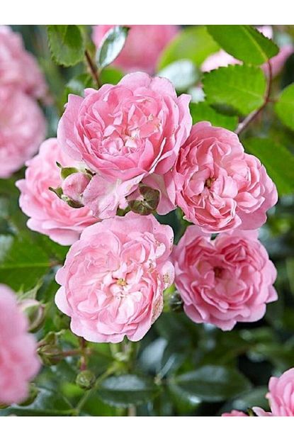 Fidanistanbul Rosa The Fairy Minyatur Gul 20 40 Cm Saksida Trendyol