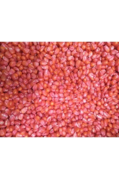 cegel ziraat misir tohumu sut misir 500