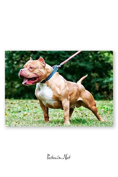 postercim pitbull fiyati yorumlari