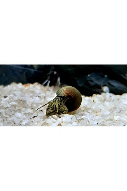 sakura poso rabbit snail tavsan