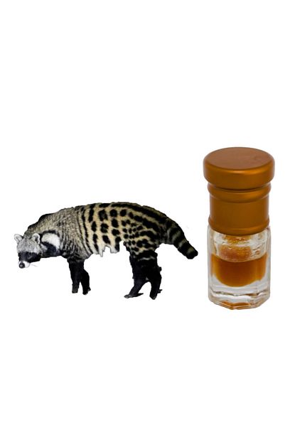 meridyen civet kedisi misk absolute