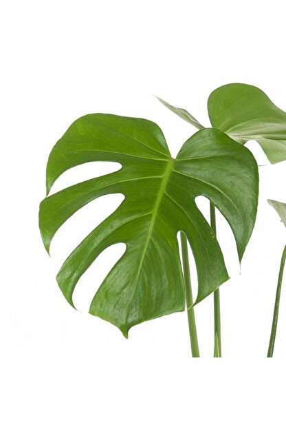 Peyzaj Burada Online Bahce Market Deve Tabani Monstera Deliciosa Trendyol