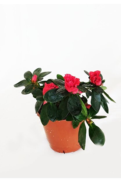 Bitki Fidanim Acelya Cicegi Kirmizi 15 Cm Fiyati Yorumlari Trendyol Kirmizi lamba modelleri, kirmizi lamba oezellikleri ve markalari en uygun fiyatlari ile gittigidiyor'da. bitki fidanim acelya cicegi kirmizi 15