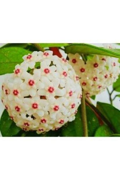 hoya carnosa 1 metre boyunda gelismis kokulu mum cicegi bitkisi 15 cm kalici saksisinda