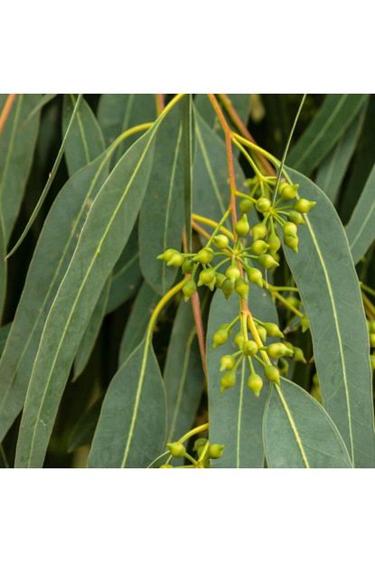 mutlu paket tuplu bataklik kurutan okaliptus eucalyptus fidani 3 4 metre fiyati yorumlari trendyol