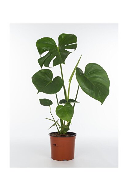 Cicek Diyari Deve Tabani Cicegi Monstera Deliciosa Trendyol