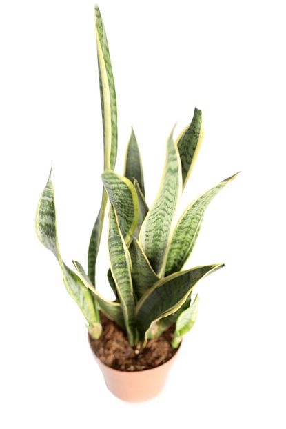 sansevieria trifasciata pasa kilici peygamber kilici yilan bitkisi