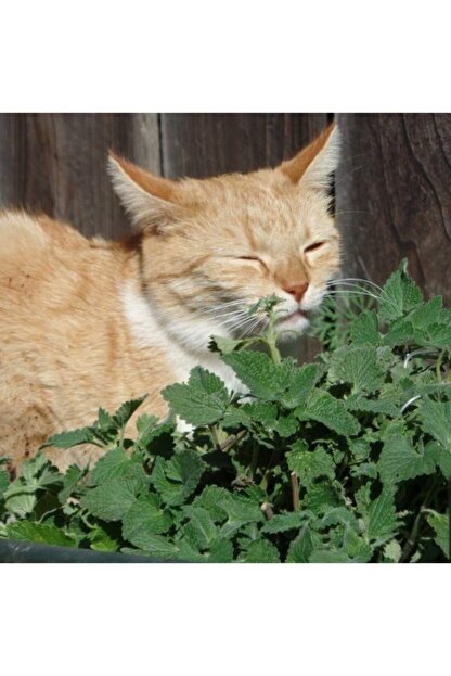 Tacirdepo Dogal Catnip Kedi Nanesi Tohumu 100 Tohum Trendyol