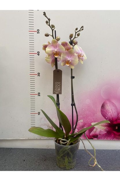 orkide phalaenopsis sparks fiyati yorumlari trendyol