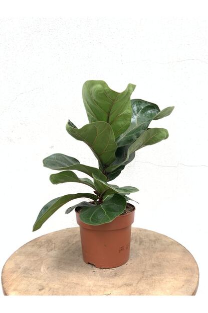 Niwa Botanic Ficus Lyrata Bambino Keman Yaprakli Kaucuk Trendyol