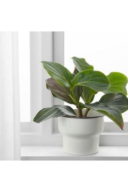 Deneme Zamani Ikea Citronsyra Saksi Beyaz Trendyol