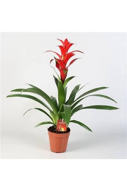 Cicek Kirmizi Guzmania Trendyol