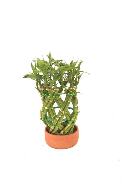 Fidanova Bambu Sans Bambusu Saksili Kafes 25 30 Cm Trendyol