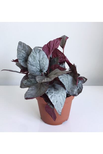 La Fleurla Begonia Rex Yaprak Guzeli Begonya Gumus Gri Fiyati Yorumlari Trendyol