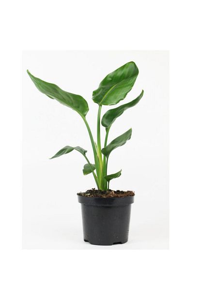 Salonbitkileri Starlice Cicegi 40cm Cennet Kusu Trendyol