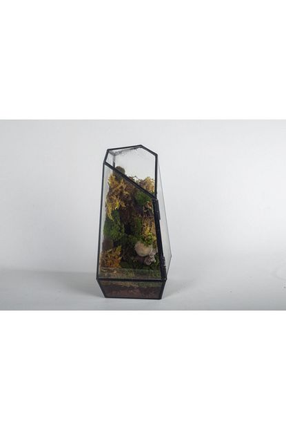 Izmirteraryumkonsept Vertex Teraryum Moss Wall Yosun Teraryum Trendyol