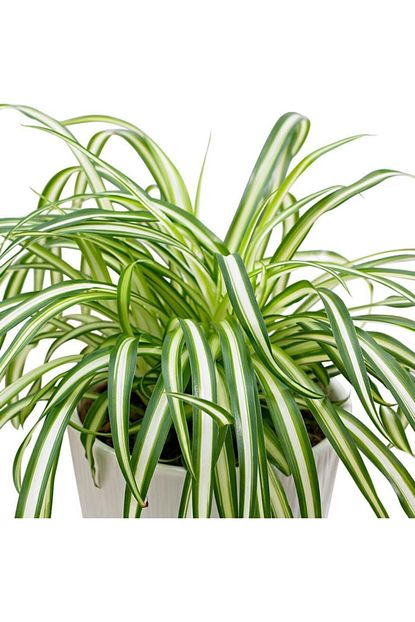Salonbitkileri Kurdele Cicegi Chlorophytum Trendyol