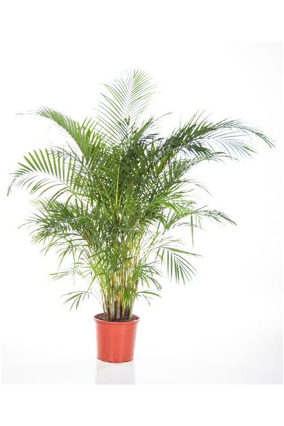 Salonbitkileri Areka Palmiyesi 120cm Trendyol