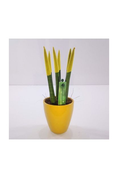 Polen Cicek Sansevieria Kilic Cicegi Bitkisi Sari Renk Trendyol