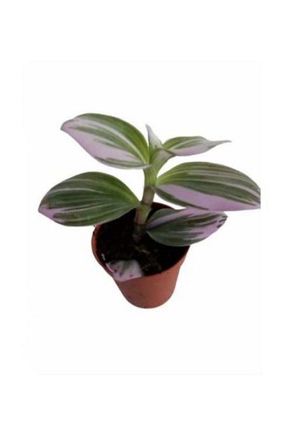 Armen Botanik Alacali Yaprakli Tradescantia Nanouk Telgraf Cicegi 12 Cm Tek Dalli Trendyol