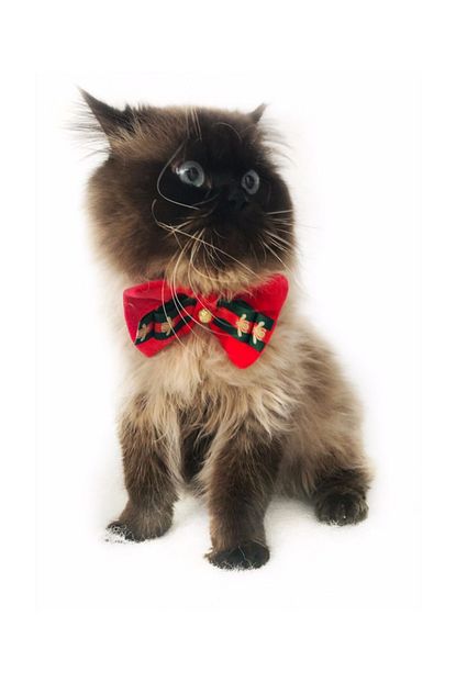Kemique Gc Gold Kedi Papyonu Noel Trendyol
