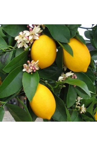 Evimdeki Bahcem 2 Yas Asili Yediveren Mayer Limon Fidani Trendyol